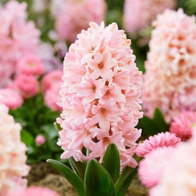 Hyacint Apricot passion