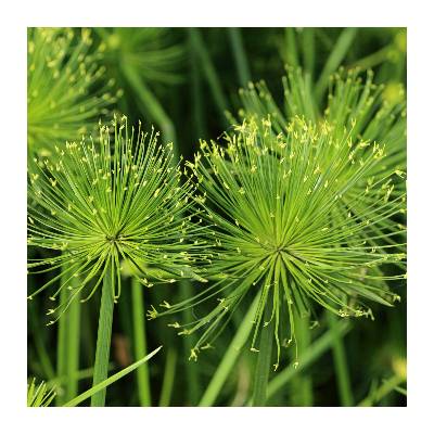 Kytka Papyrus Prodej (Kytky Papyrus, Cyperus papyrus, zelených listů) Kytka Papyrus Prodej