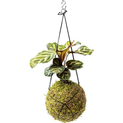 Gardners Kokedama Calathea Makoyana (M) Kalatea, Kaláthea 1 ks