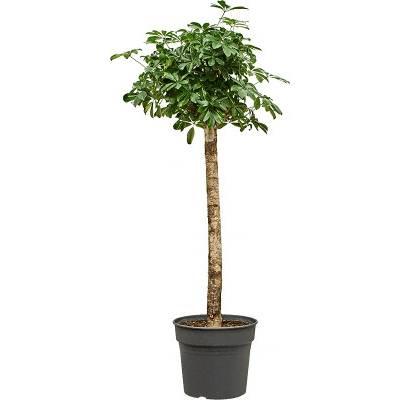 Schefflera arboricola Gold Capella 34x155 cm