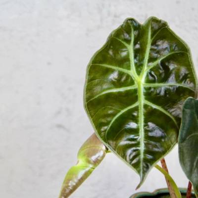 Alocasia Golden bone baby