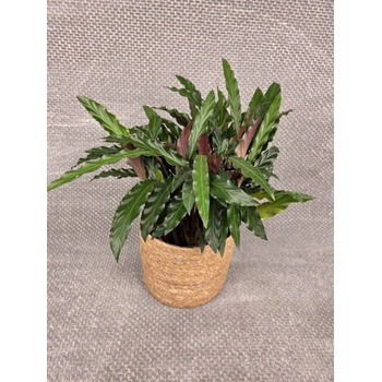 Calathea rufibarba 'Elgergrass' od 459 K - Heureka.cz