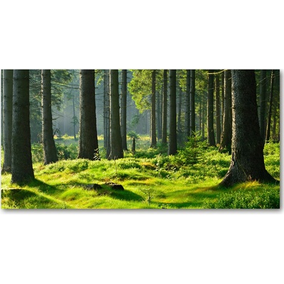 Fotoobraz na skle smrekový les 100x50 cm