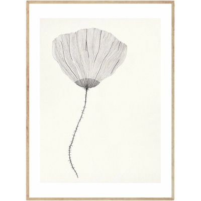 The Poster Club Plakát Poppy, Ana Frois, 30 x 40,
