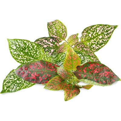 Veritable Вложка за семена Lingot декоративно растение хипоестес (VLIN-D5-Hyp06E)