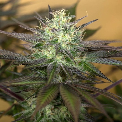 Humboldt Seed Organization Sapphire OG semienka neobsahujú THC 3 ks