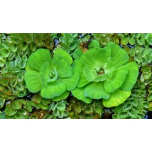 Pistia stratiotes - Pistia rezavková