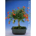  Мини нар (Рunica granatum nana)