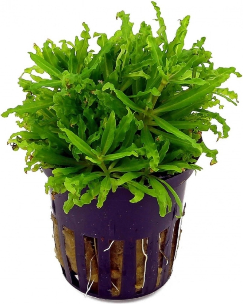 Pogostemon helferi