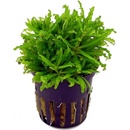 Pogostemon helferi