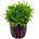 Pogostemon helferi