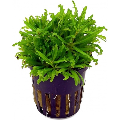 Pogostemon helferi