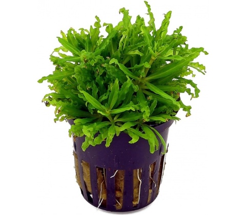 Pogostemon helferi