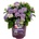 Forever & Ever® Hortbux® Blue Forever & Ever® Бордюрна хортензия