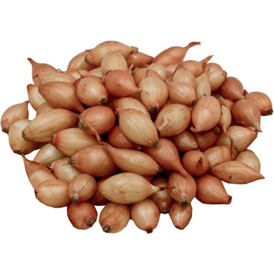 Cibule sazečka - Sturon 8/14, 5 kg