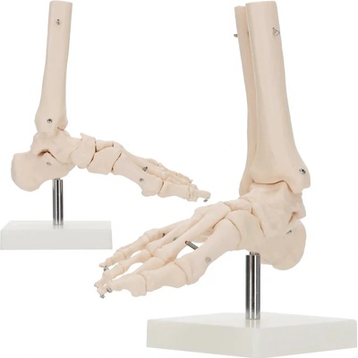 4FIZJO Anatomický model členkového kĺbu v mierke 1:1