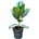 Ficus elastica robusta 12x30 cm