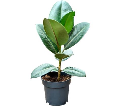 Ficus elastica robusta 12x30 cm