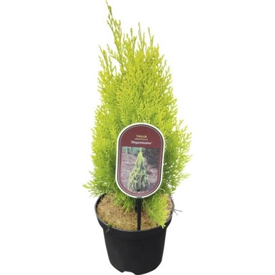 Tuja východná Thuja orientalis 'Elegantissima' 20-30 cm kvetináč 2,5 l