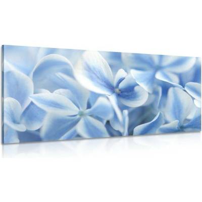 Obraz modro-bílé květy hortenzie - 120x60
