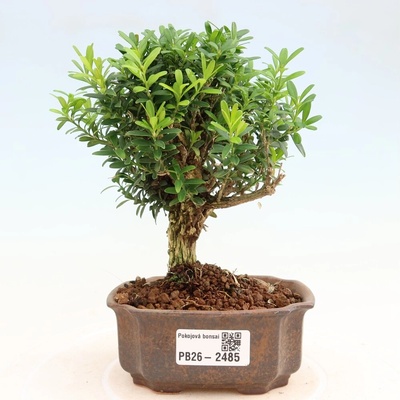e-bonsai Pokojová bonsai - Buxus harlandii -korkový buxus