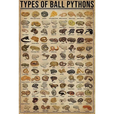 Ceduľa Types of Ball Pythons