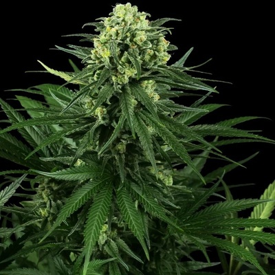 Sensi Seeds Research Honey Melon Kush semienka neobsahujú THC 1 ks