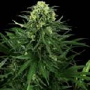 Sensi Seeds Honey Melon Kush Research semena neobsahují THC 3 ks