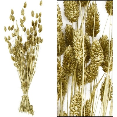 PHALARIS zväzok 76CM