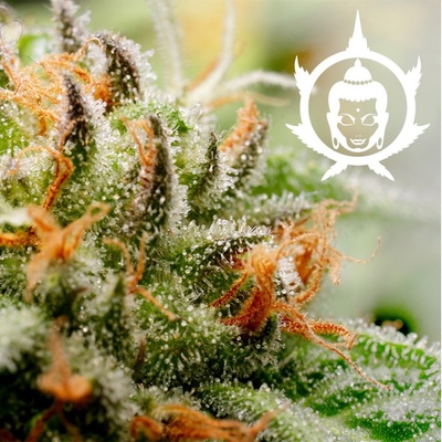 Buddha Seeds Assorted AUTO semena neobsahují THC 10 ks