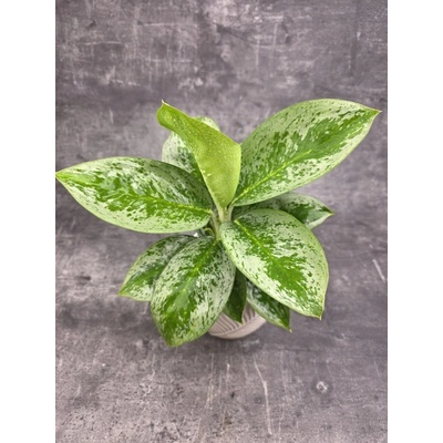 Aglaonema Lemon Mint 12 cm