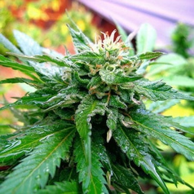 KC Brains Seeds California Special regular semienka neobsahujú THC 5 ks