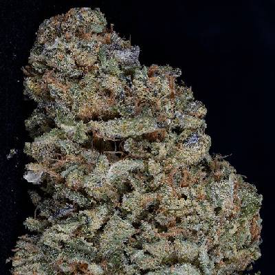 Big Head Seeds Gorilla Zkittelz Semienka neobsahujú THC 10 ks