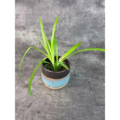 Chlorophytum Comosum Lemon 12 cm