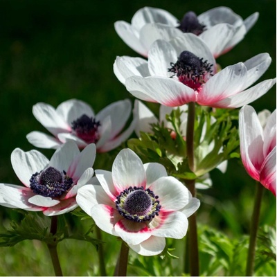 Sasanka Bicolor - Anemone - predaj cibuľovín - 3 ks