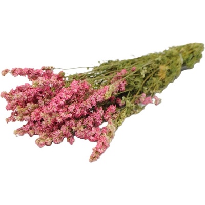 Delphinium consolida 50 gr.