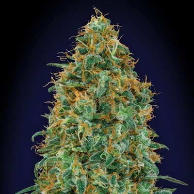 00 Seeds Bank Blueberry semienka neobsahujú THC 3 ks