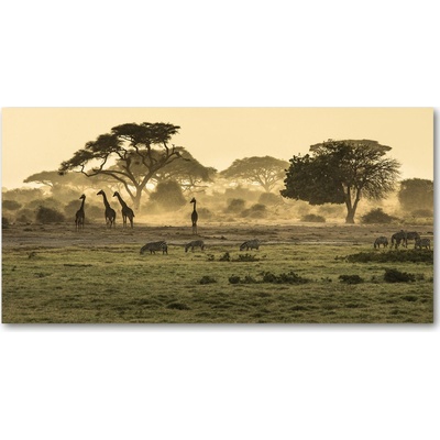 Fotoobraz na skle Žirafy na savane 100x50 cm