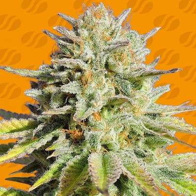 Original Sensible Seeds Gorilla Glue #4 semienka neobsahujú THC 25 ks