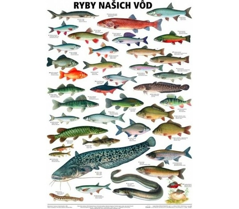 Schéma - Ryby našich vôd