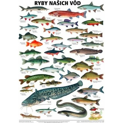 Schéma - Ryby našich vôd