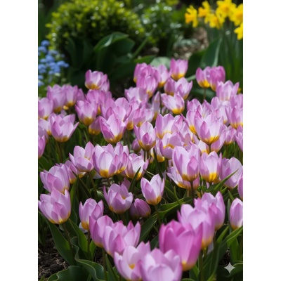 Tulipán 'Bakeri lilac wonder' 5 ks – Zboží Dáma
