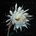 Maloney Heather Exploding Star 1 LP