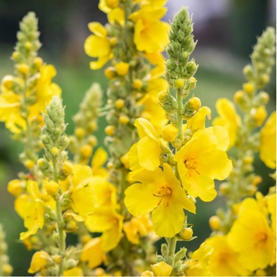 Divizna velkokvětá Verbascum densiflorum prodej semen 300 ks