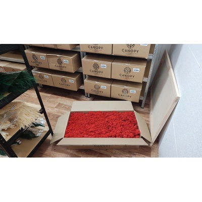 Stabilizovaný mach – sobí - lišajník – Reindeer moss - červený - celé balenie 5kg