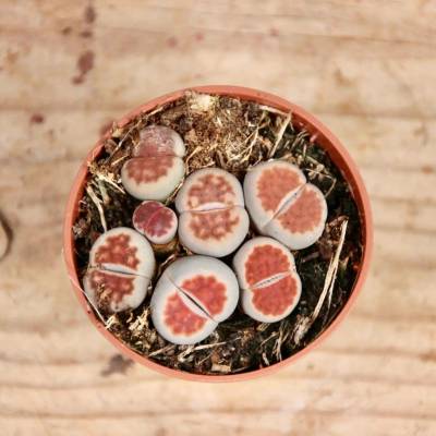 Lithops živé kameny modro-hnědo-červené baby