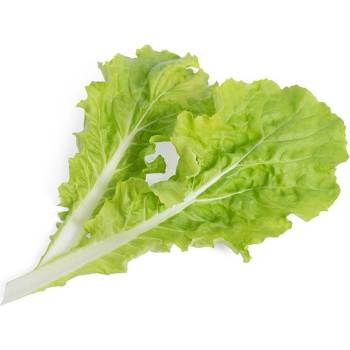 Veritable Вложка за семена Lingot Smaki Azji Органично зеле Пай Цай (VLIN-S10-Pai036)