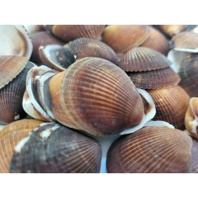 Dijk Natural Collection Shell brown 100 g