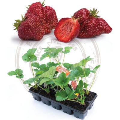 Sazenice jahody HANČ Vraňany Karmen středně raná odrůda zakořeněná – Zboží Dáma