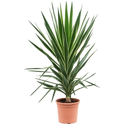 Yucca elephantipes Puck 27x110 cm